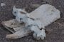 Baja05 - 105 * The large bone is from the rib/shell of a sea turtle